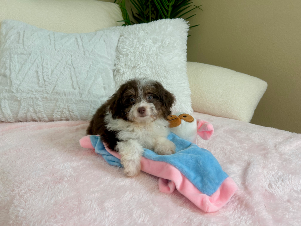 Mini Aussiedoodle Pup Being Cute