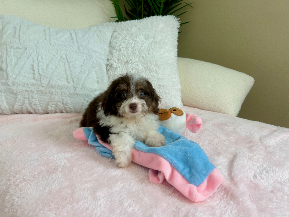 Mini Aussiedoodle Pup Being Cute