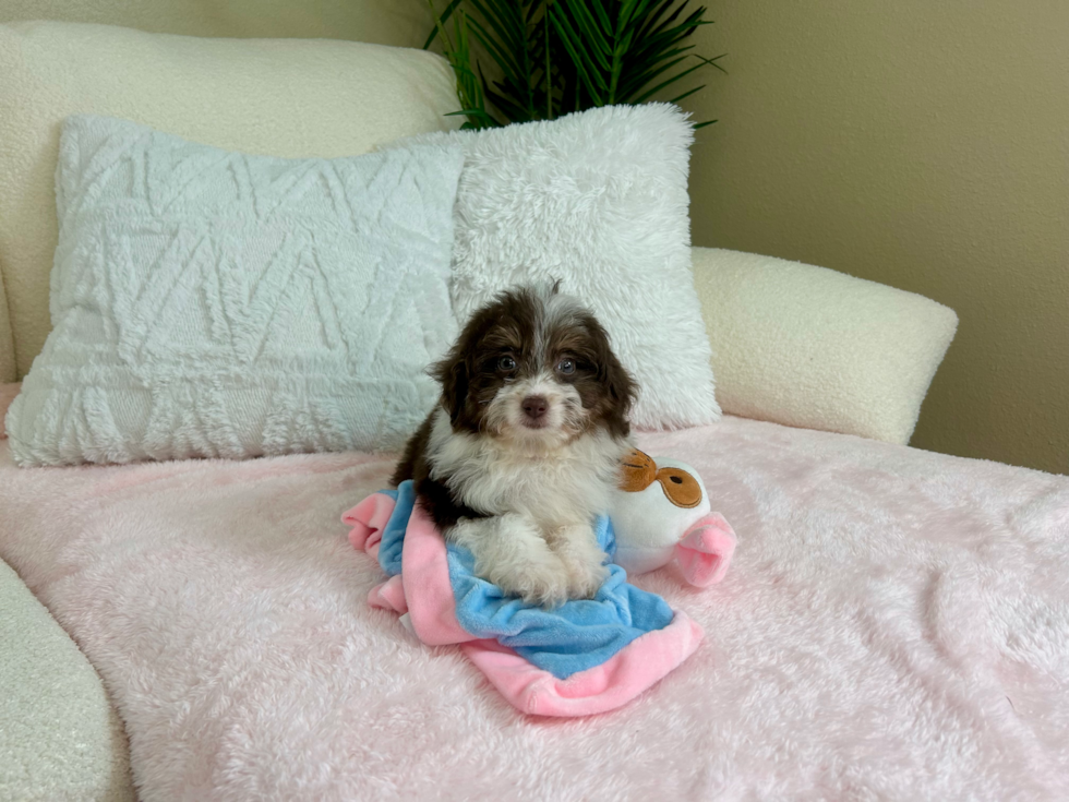 Cute Mini Aussiedoodle Baby