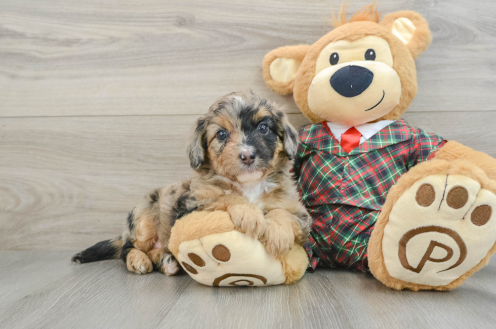 5 week old Mini Aussiedoodle Puppy For Sale - Lone Star Pups