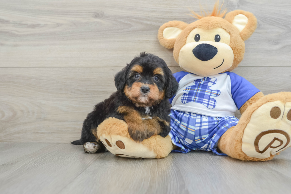 Playful Mini Aussiepoodle Poodle Mix Puppy