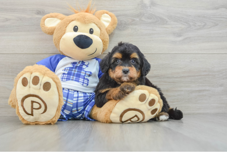 Mini Aussiedoodle Puppy for Adoption