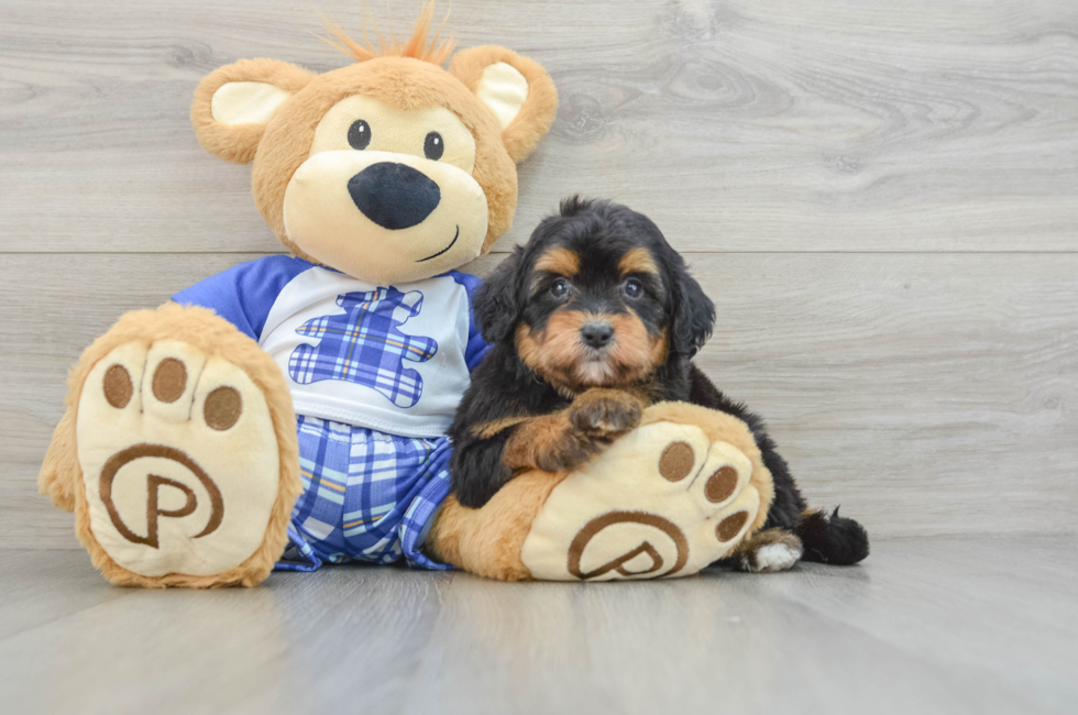 5 week old Mini Aussiedoodle Puppy For Sale - Lone Star Pups