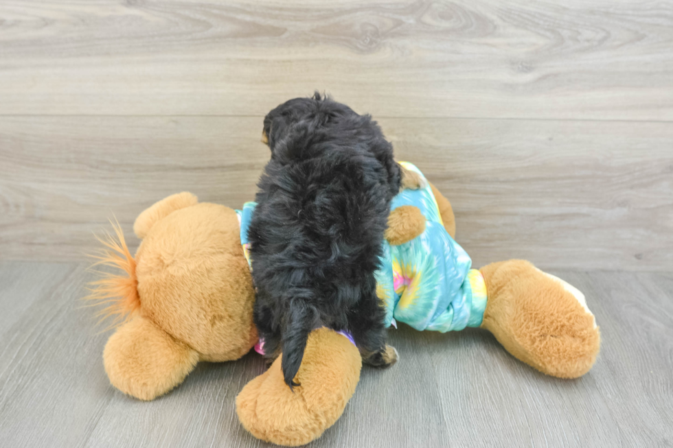 Sweet Mini Aussiedoodle Baby