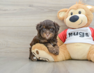 8 week old Mini Aussiedoodle Puppy For Sale - Lone Star Pups