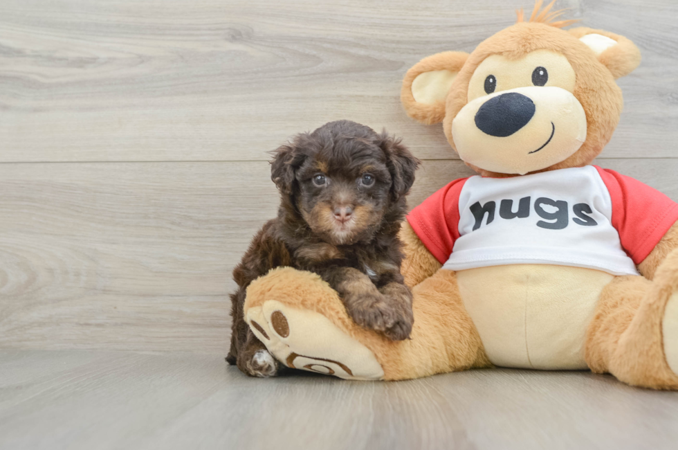 5 week old Mini Aussiedoodle Puppy For Sale - Lone Star Pups