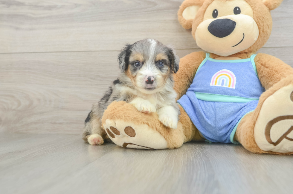 5 week old Mini Aussiedoodle Puppy For Sale - Lone Star Pups