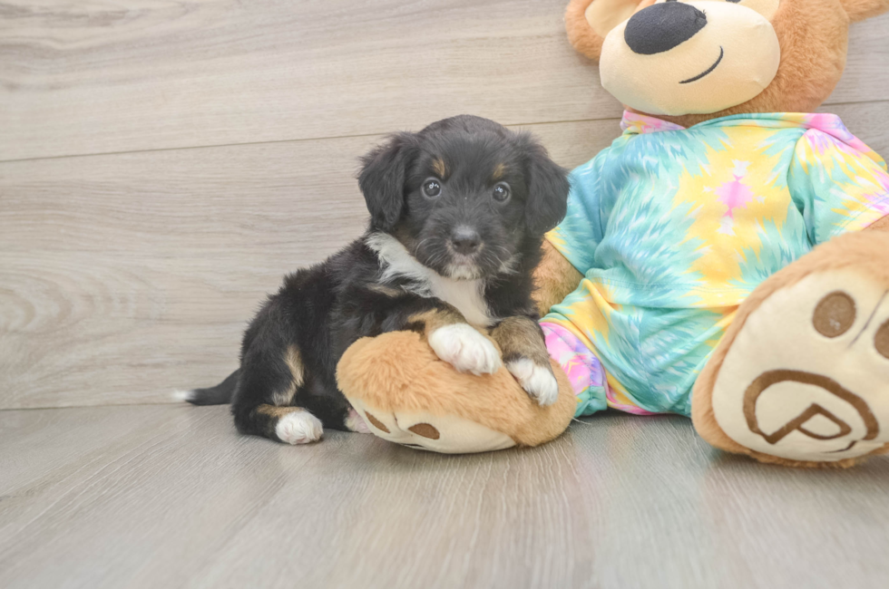 5 week old Mini Aussiedoodle Puppy For Sale - Lone Star Pups