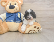 8 week old Mini Aussiedoodle Puppy For Sale - Lone Star Pups