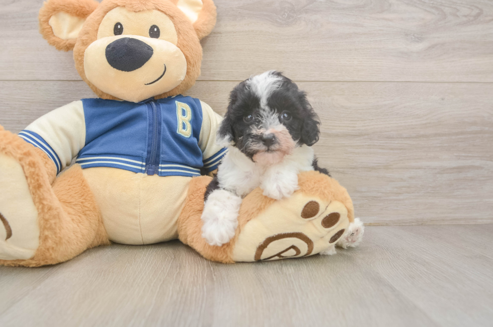 5 week old Mini Aussiedoodle Puppy For Sale - Lone Star Pups