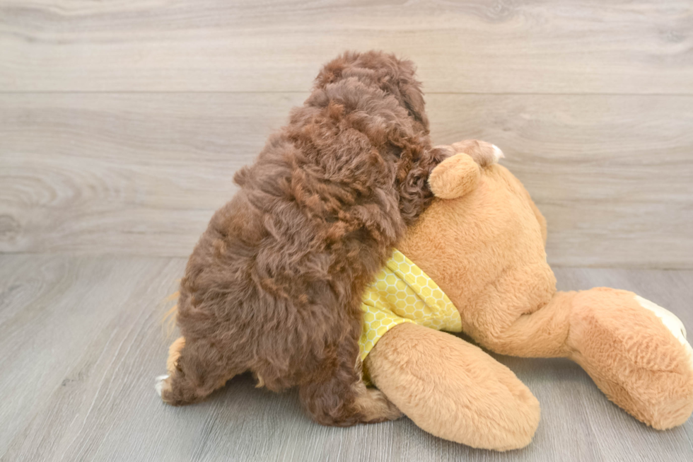 Funny Mini Aussiedoodle Poodle Mix Pup