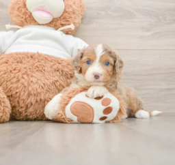 7 week old Mini Aussiedoodle Puppy For Sale - Lone Star Pups