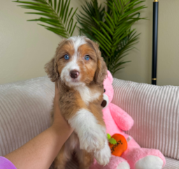 9 week old Mini Aussiedoodle Puppy For Sale - Lone Star Pups