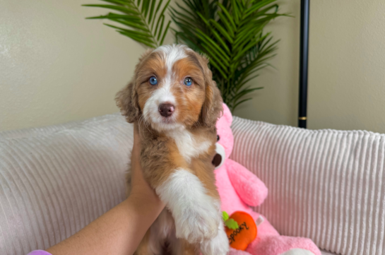 Best Mini Aussiedoodle Baby