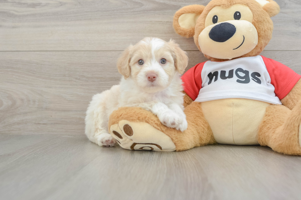 5 week old Mini Aussiedoodle Puppy For Sale - Lone Star Pups