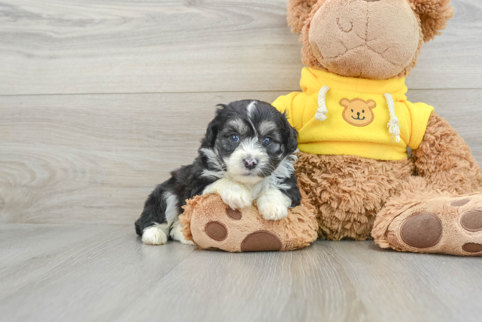Fluffy Mini Aussiedoodle Poodle Mix Pup