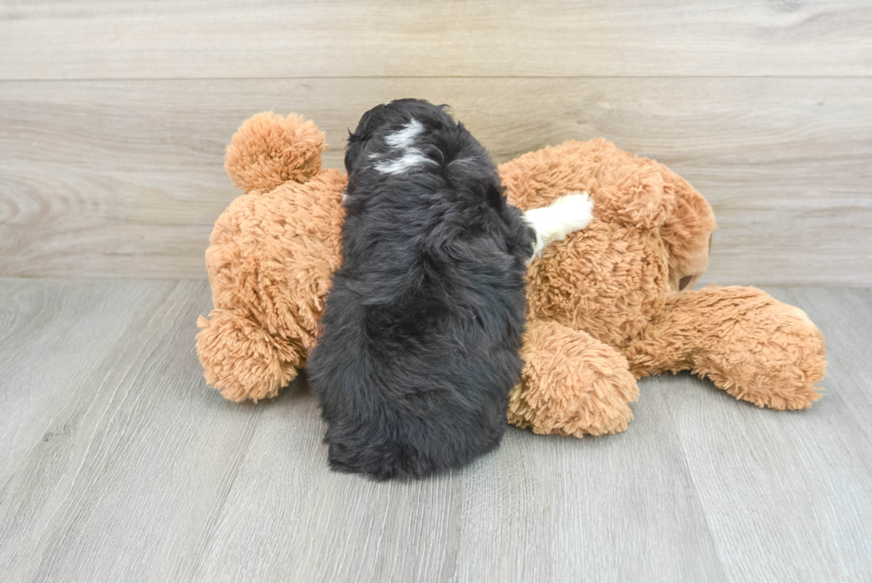 Best Mini Aussiedoodle Baby
