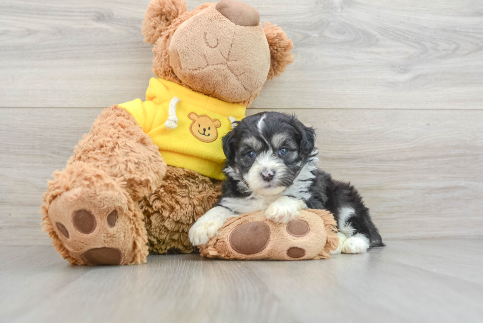 Sweet Mini Aussiedoodle Baby