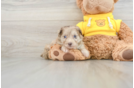 Mini Aussiedoodle Pup Being Cute