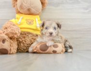 8 week old Mini Aussiedoodle Puppy For Sale - Lone Star Pups