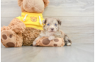 Mini Aussiedoodle Pup Being Cute