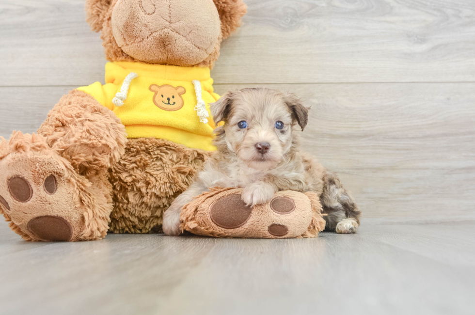 8 week old Mini Aussiedoodle Puppy For Sale - Lone Star Pups