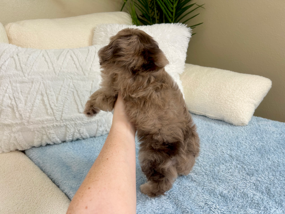 Best Mini Aussiedoodle Baby