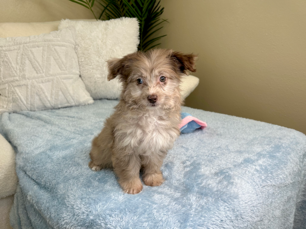 Best Mini Aussiedoodle Baby