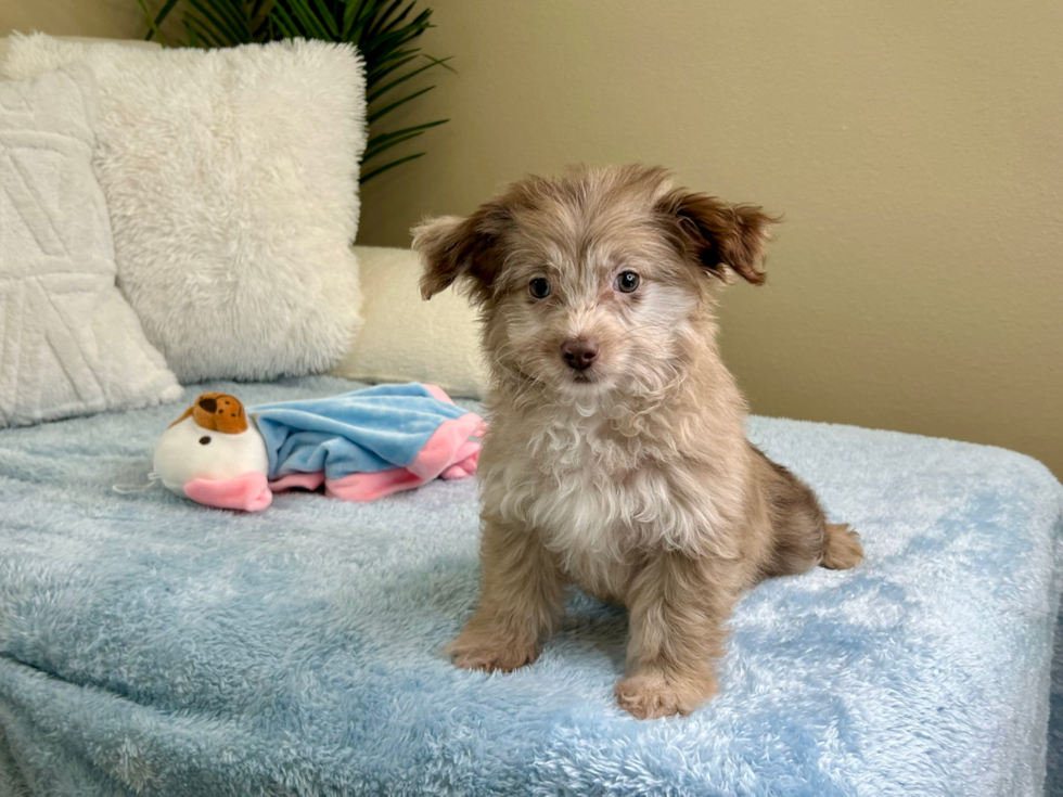 Cute Mini Aussiedoodle Baby