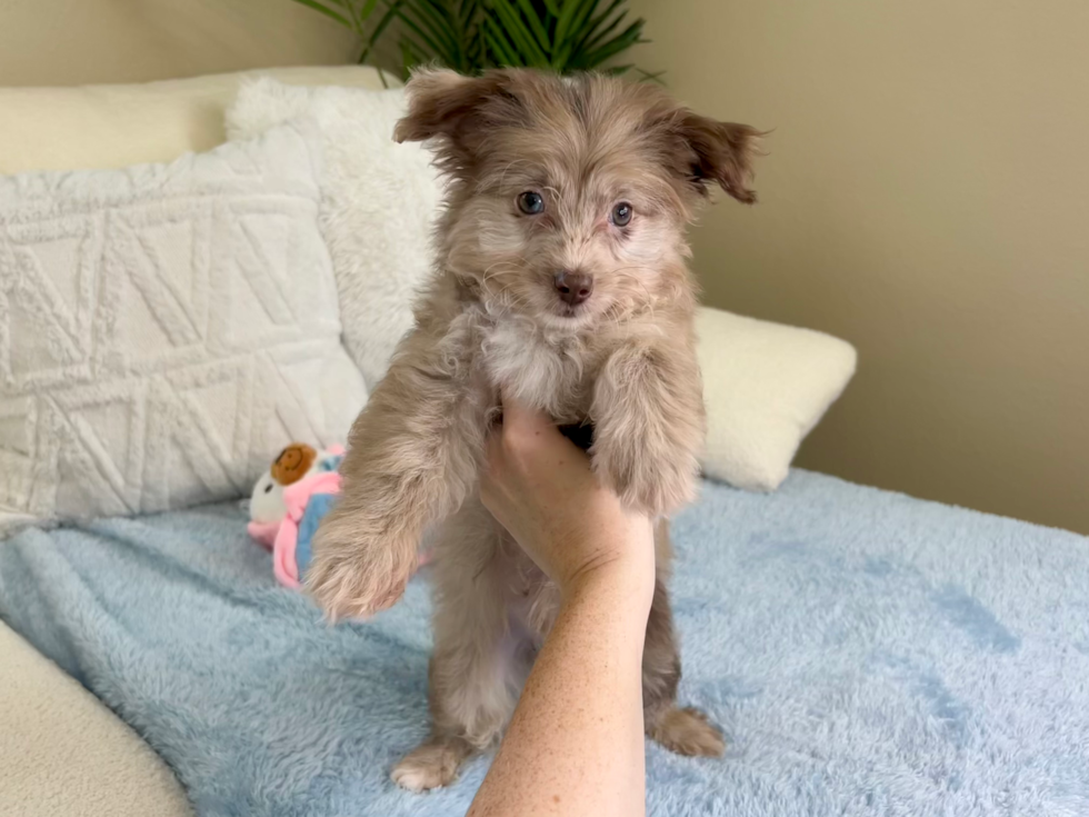 Cute Mini Aussiedoodle Poodle Mix Pup