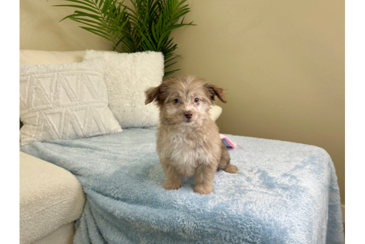 Best Mini Aussiedoodle Baby