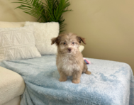 11 week old Mini Aussiedoodle Puppy For Sale - Lone Star Pups