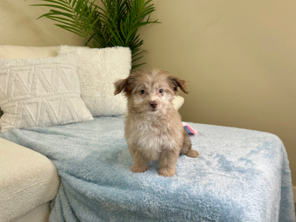 Best Mini Aussiedoodle Baby