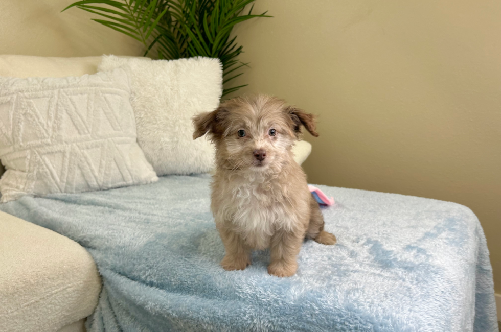 11 week old Mini Aussiedoodle Puppy For Sale - Lone Star Pups