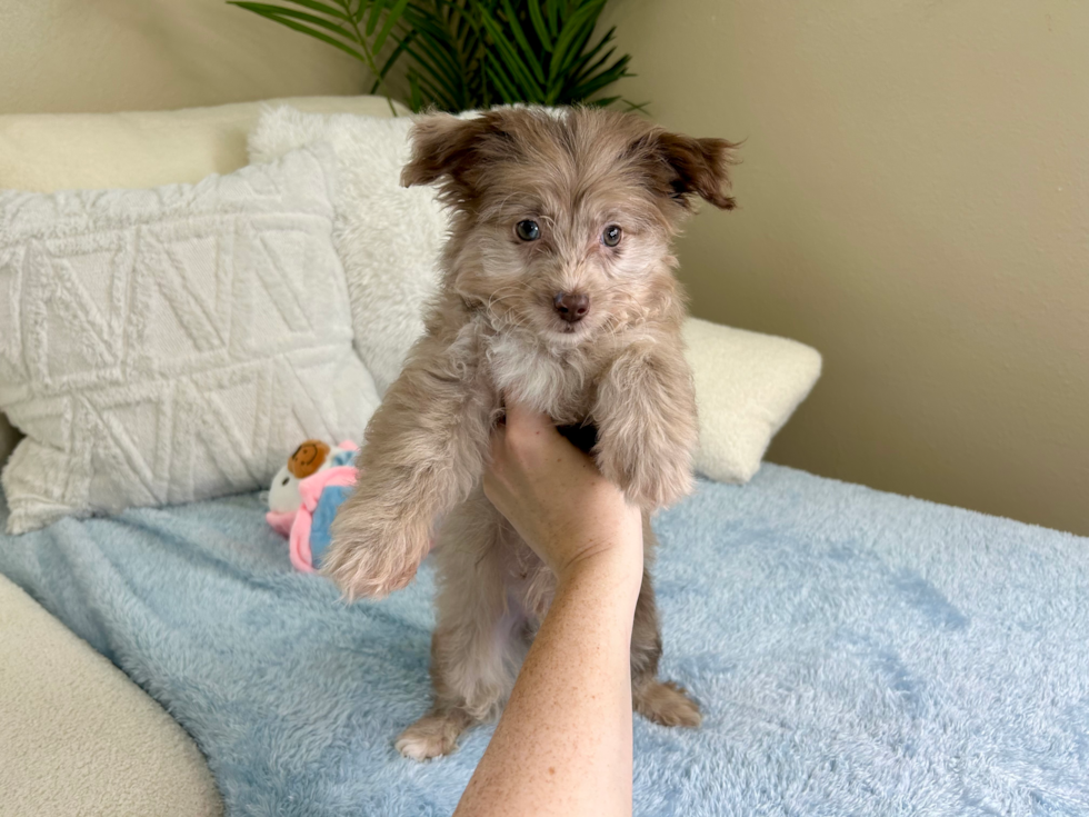 Mini Aussiedoodle Pup Being Cute