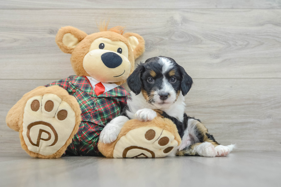 5 week old Mini Aussiedoodle Puppy For Sale - Lone Star Pups