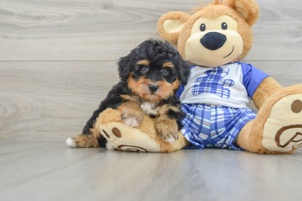 Playful Mini Aussiepoodle Poodle Mix Puppy