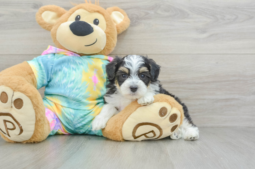 6 week old Mini Aussiedoodle Puppy For Sale - Lone Star Pups