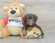 7 week old Mini Aussiedoodle Puppy For Sale - Lone Star Pups
