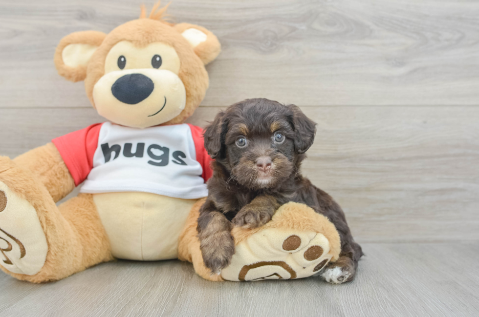 5 week old Mini Aussiedoodle Puppy For Sale - Lone Star Pups