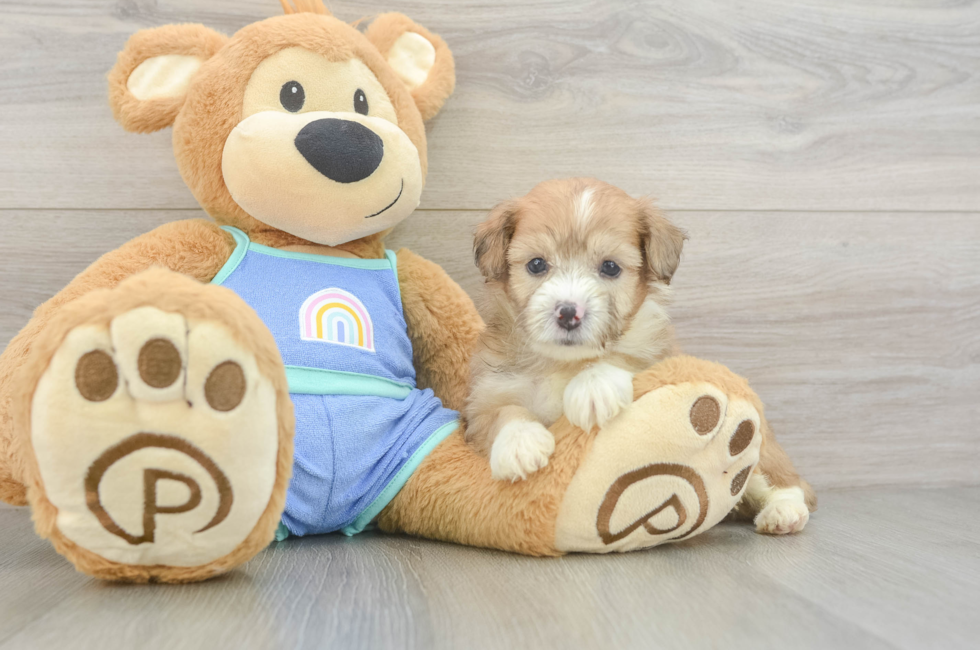 5 week old Mini Aussiedoodle Puppy For Sale - Lone Star Pups