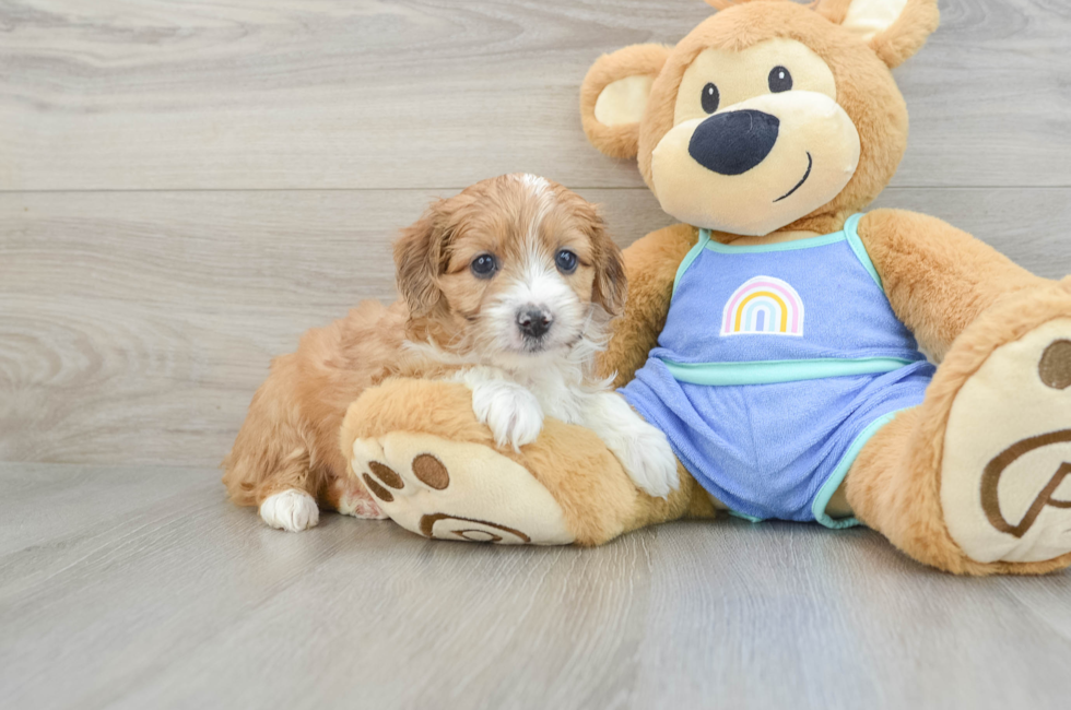 7 week old Mini Aussiedoodle Puppy For Sale - Lone Star Pups