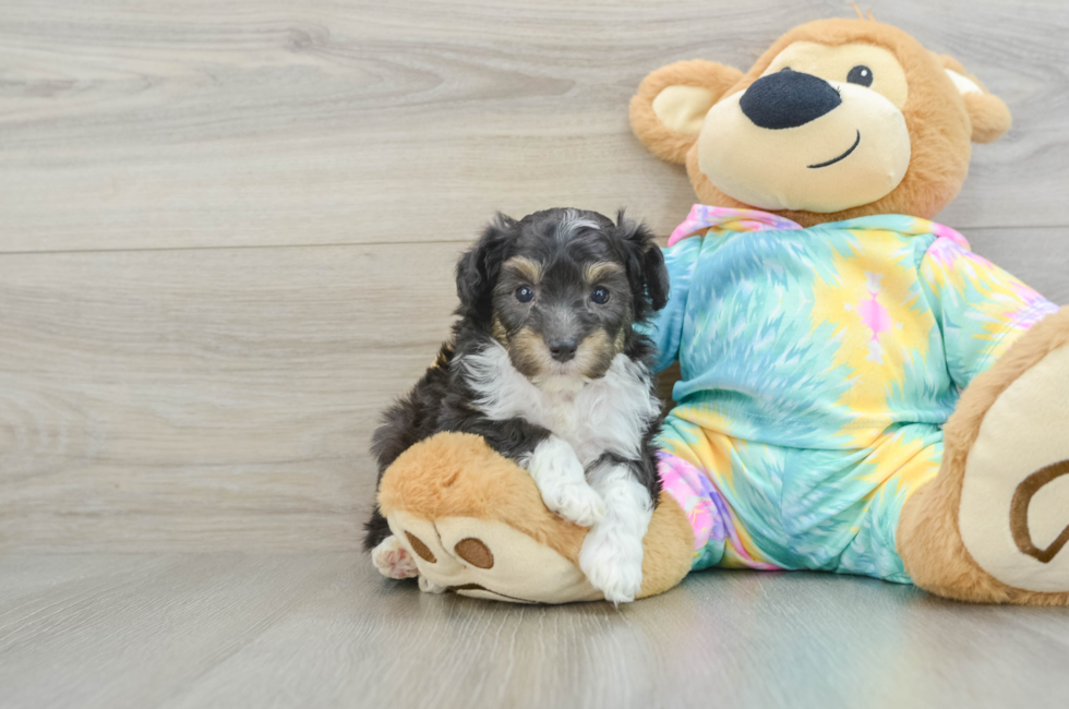 6 week old Mini Aussiedoodle Puppy For Sale - Lone Star Pups