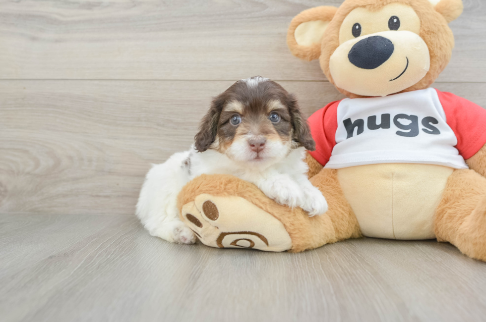 5 week old Mini Aussiedoodle Puppy For Sale - Lone Star Pups