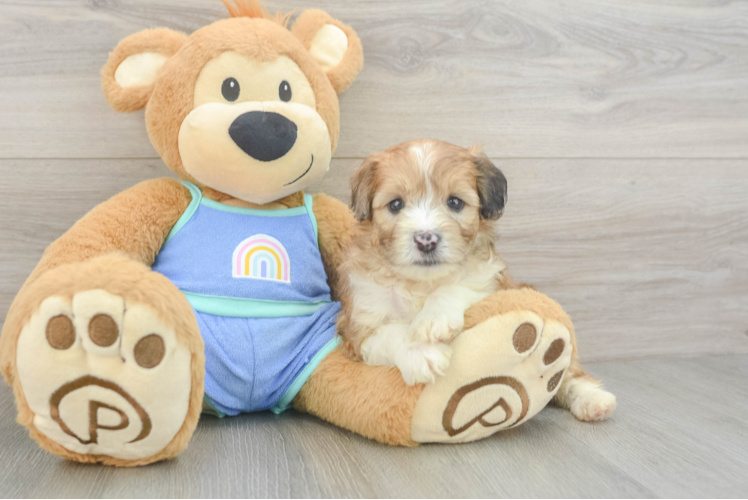 Mini Aussiedoodle Pup Being Cute