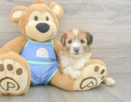 7 week old Mini Aussiedoodle Puppy For Sale - Lone Star Pups