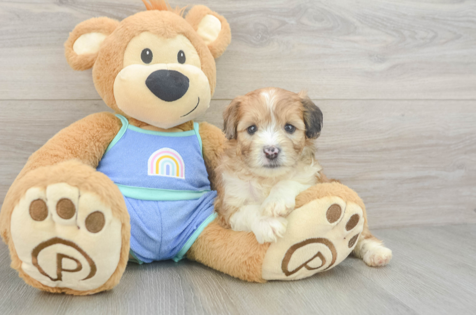 5 week old Mini Aussiedoodle Puppy For Sale - Lone Star Pups