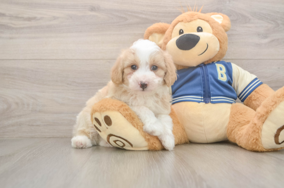 5 week old Mini Aussiedoodle Puppy For Sale - Lone Star Pups