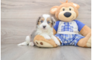Popular Mini Aussiedoodle Poodle Mix Pup