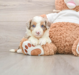 5 week old Mini Aussiedoodle Puppy For Sale - Lone Star Pups